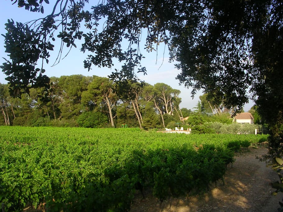et les pins,
