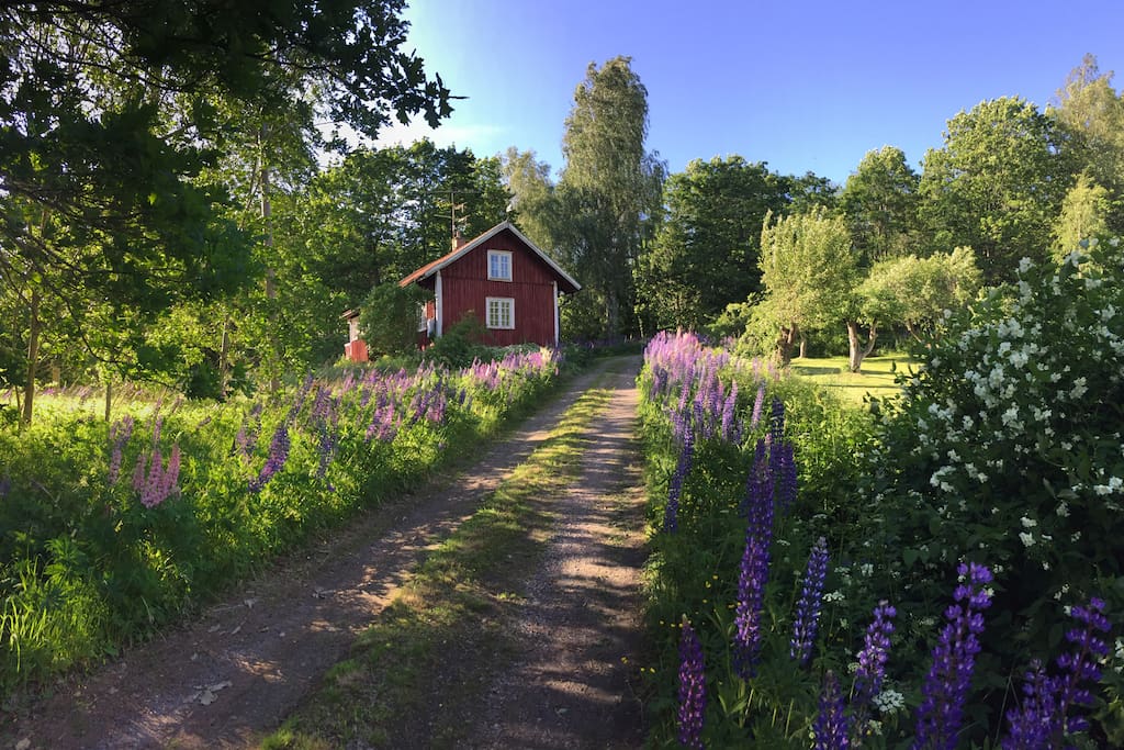 The cabin backs onto the forest, and overlooks a wide open meadow. Pictured here in mid-june surrounded by Lupins