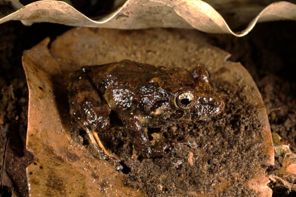 Leaf litter frog