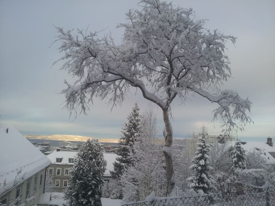 The view from the garden in february.