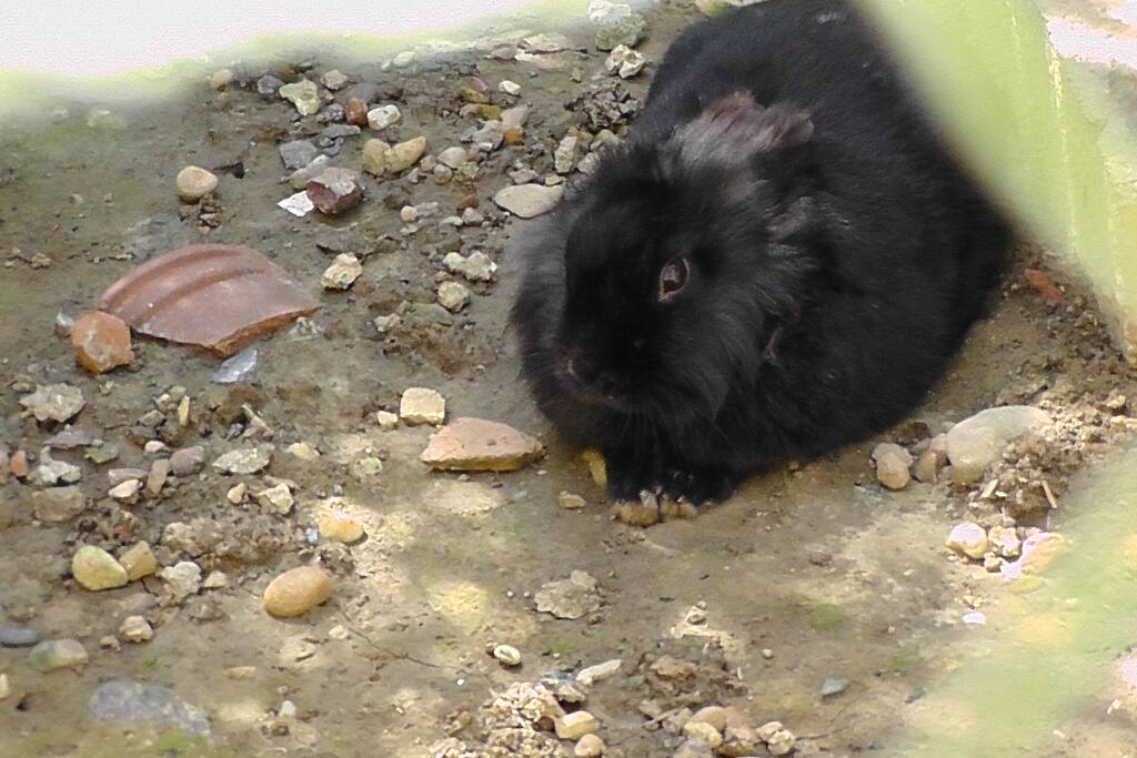 les lapins