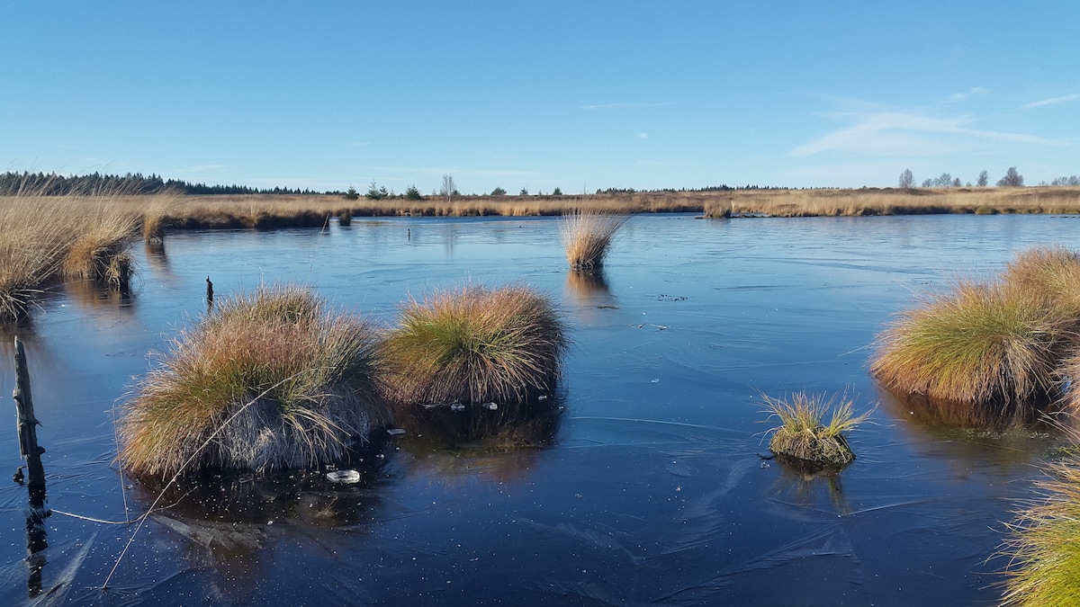 A serene landscape features a frozen body of water surrounded by patches of tall grass. The clear blue sky complements the tranquil scene, with scattered grasses protruding from the icy surface, creating a peaceful natural environment.
