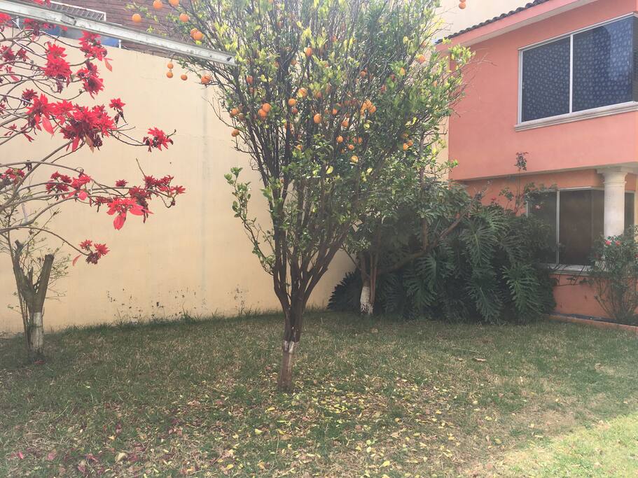 Jardín