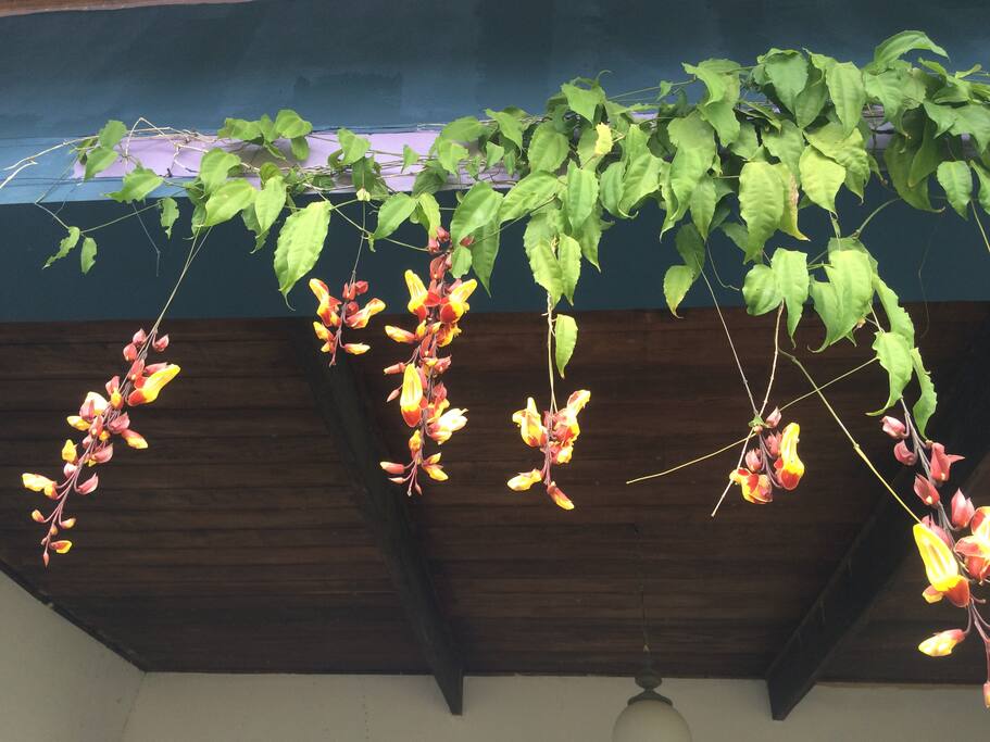 Nossas flores