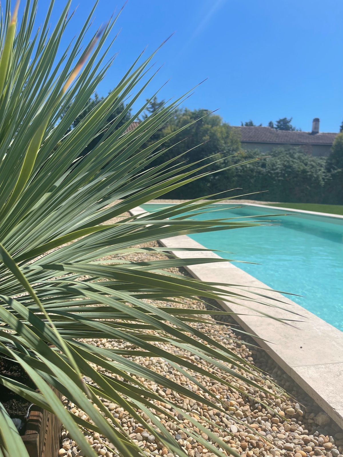 The image captures a serene swimming pool surrounded by a landscaped area with pebbles and lush green foliage. The clear blue water reflects sunlight, creating a refreshing atmosphere, while a palm-like plant adds a natural touch to the outdoor setting.