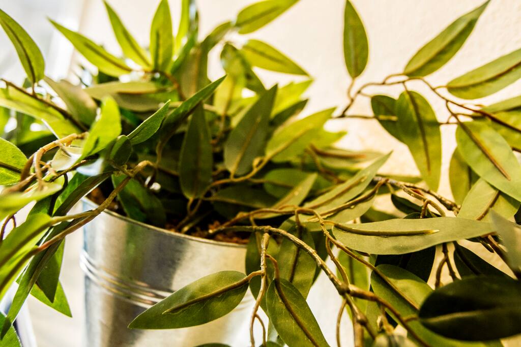A plant