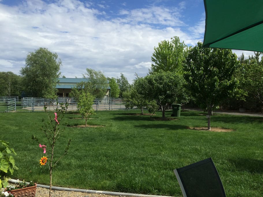 Looking out into orchard from guest yard. Help yourself to whatever trees are producing fruit! View the goats and wildlife that like this corner of the yard.