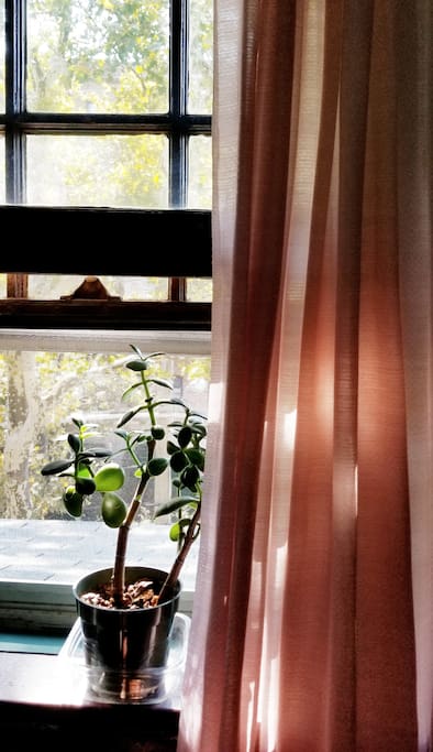 Room window.