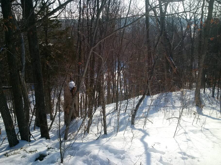 Deep in the new Cole Creek trail that I am blazing on north side of property.