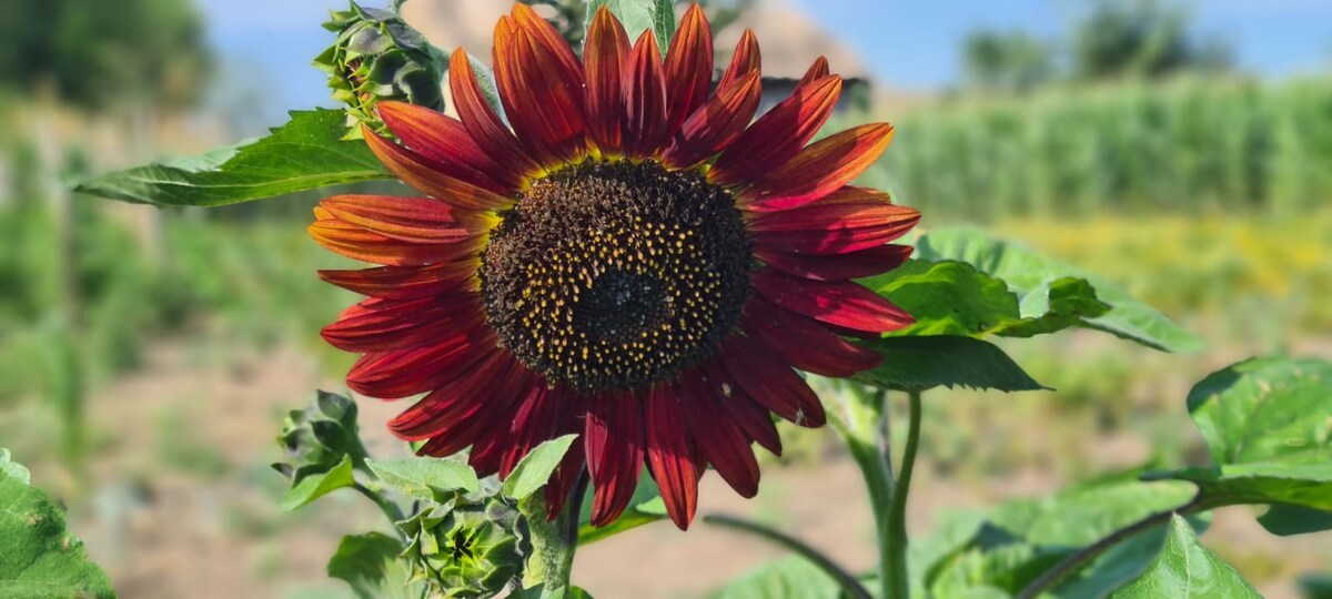 A vibrant sunflower stands tall, showcasing rich red and orange petals that encircle a dark center. Surrounding greenery and blurred distant plants create a natural backdrop, enhancing the flower's striking appearance.