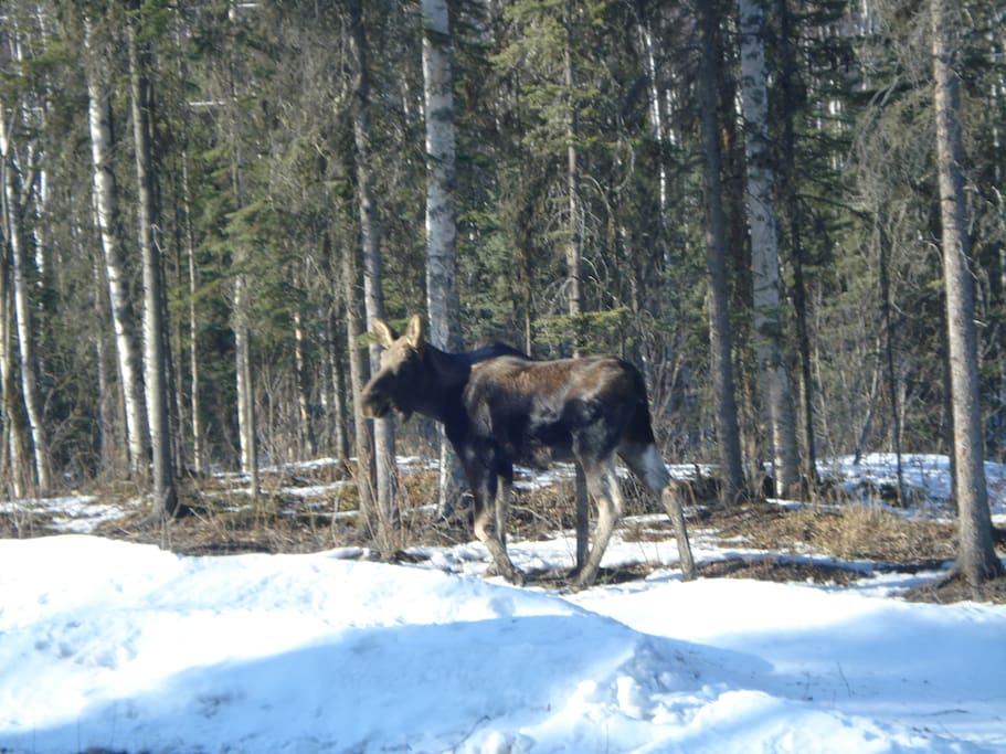 Moose in front yard