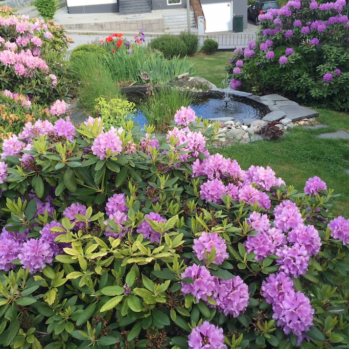 Flowers and little pond in front yard