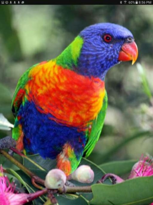 As you arrive you will be greeted with rainbow loriketts
