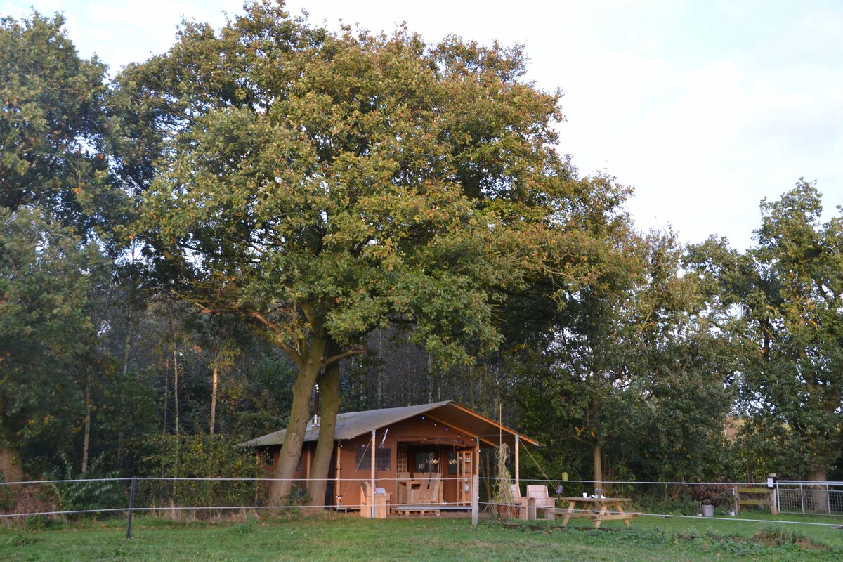 A well-placed safari tent is nestled under a large oak tree, surrounded by open green space. It features a wooden deck with outdoor seating and a slight overhang, providing shade. Lush greenery extends in the background, enhancing the natural setting.