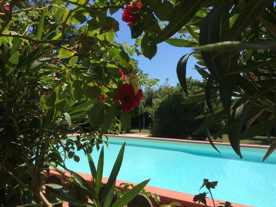 Piscina e rose
