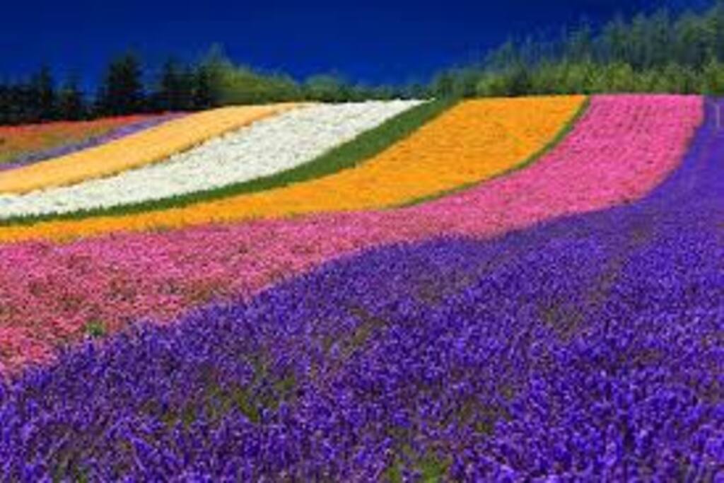 FURANO