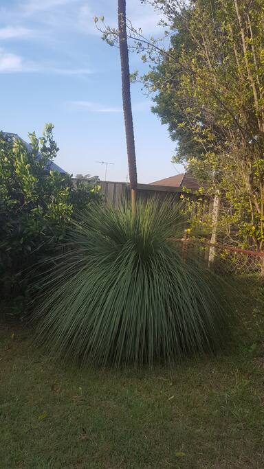 Australian flora