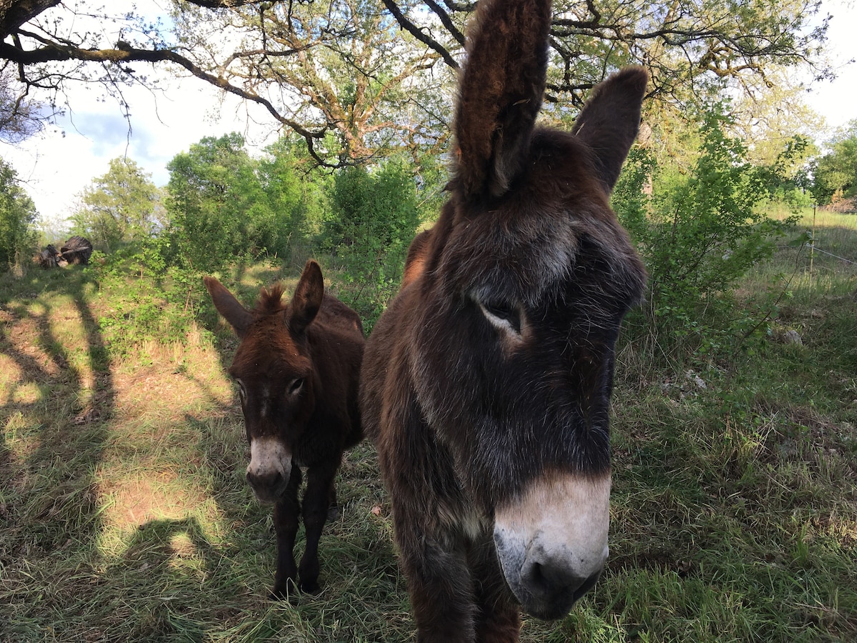 Two friendly donkeys are present in a grassy area, surrounded by lush greenery and dappled sunlight filtering through trees. The larger donkey stands prominently in the foreground, while the smaller donkey is positioned slightly behind, both showcasing their gentle features.