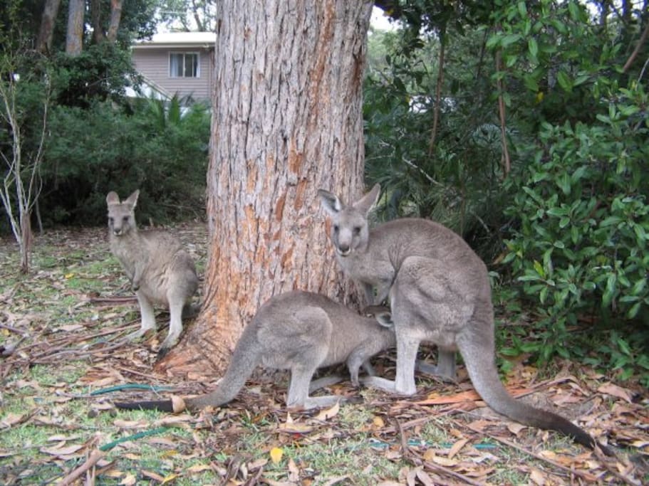 Garden has mob of roos, goanna, kookaburras and parrots visiting.