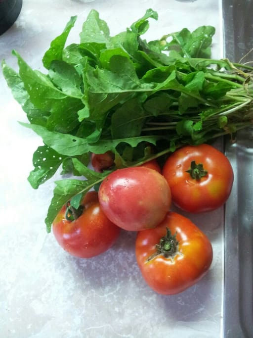 Homegrown tomatos