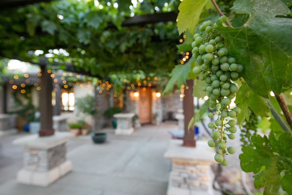 Grapes and festive lights line walkway in summer.