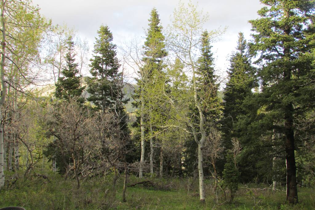 Cozy Cabin/Park City/Wooded Mtn. Cabins for Rent in Coalville