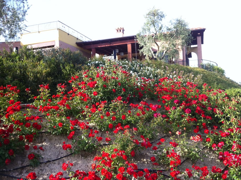 giardino