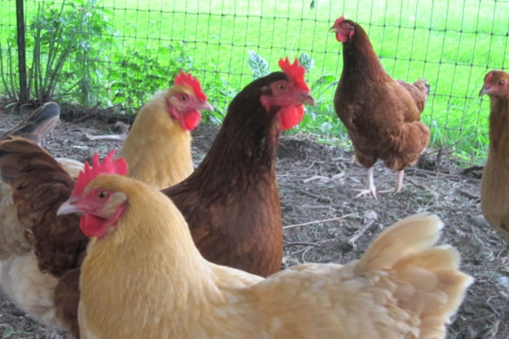 Enjoy organic fresh farm eggs from our girls!