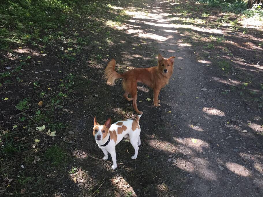 Our sweet pups!