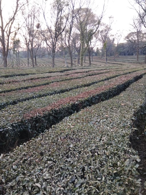 Tea garden at 100mtrs