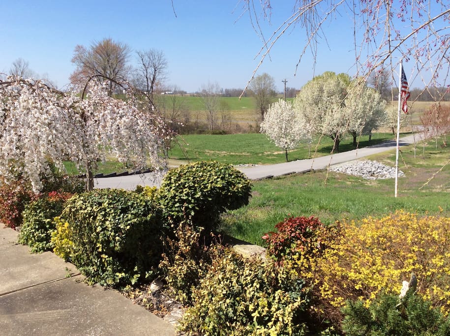 Beautiful Spring