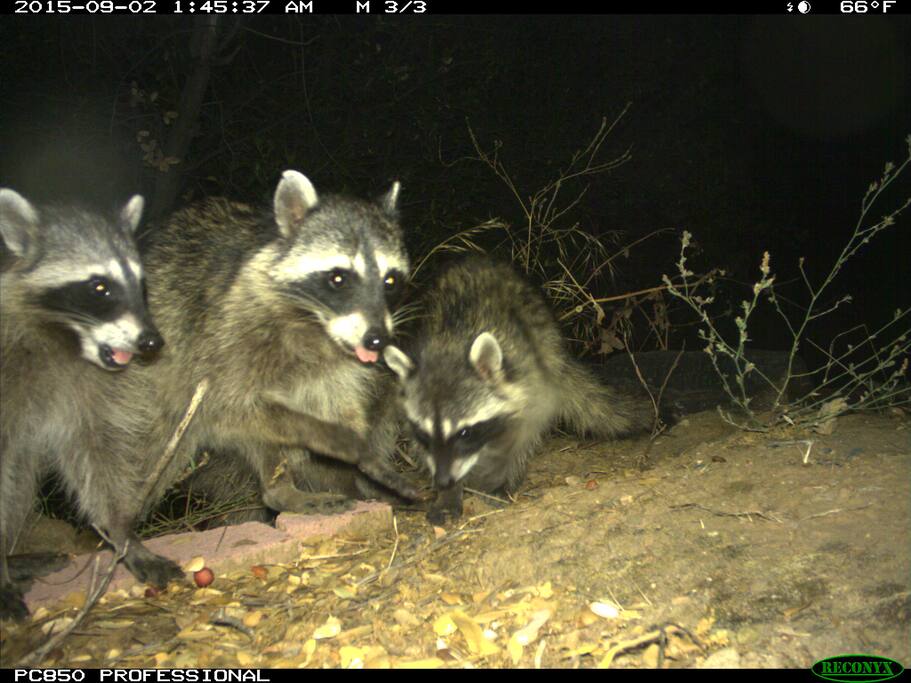 These characters live behind the bunkhouse and swim in the duck pond.