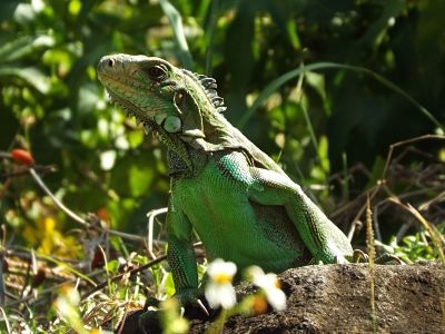 A green iguana is perched on a rocky surface, surrounded by lush greenery. The sun illuminates its textured scales, highlighting the reptile's vibrant colouration. The background features blurred leafy plants, contributing to a natural setting.