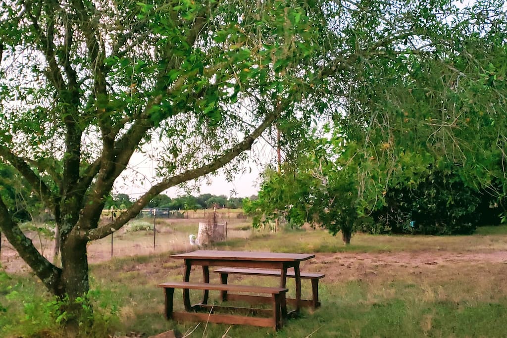 Enjoy your first or second breakfast sitting at a replica quality Hobbit style hardwood picnic table! Electrical access to standard voltage available along the fence-line. (Ask for splitter)