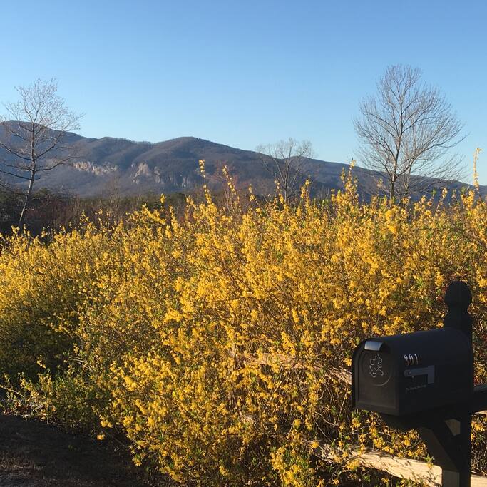 In March at the Dancing Bear, the forsythia herald the coming of Spring flowers!