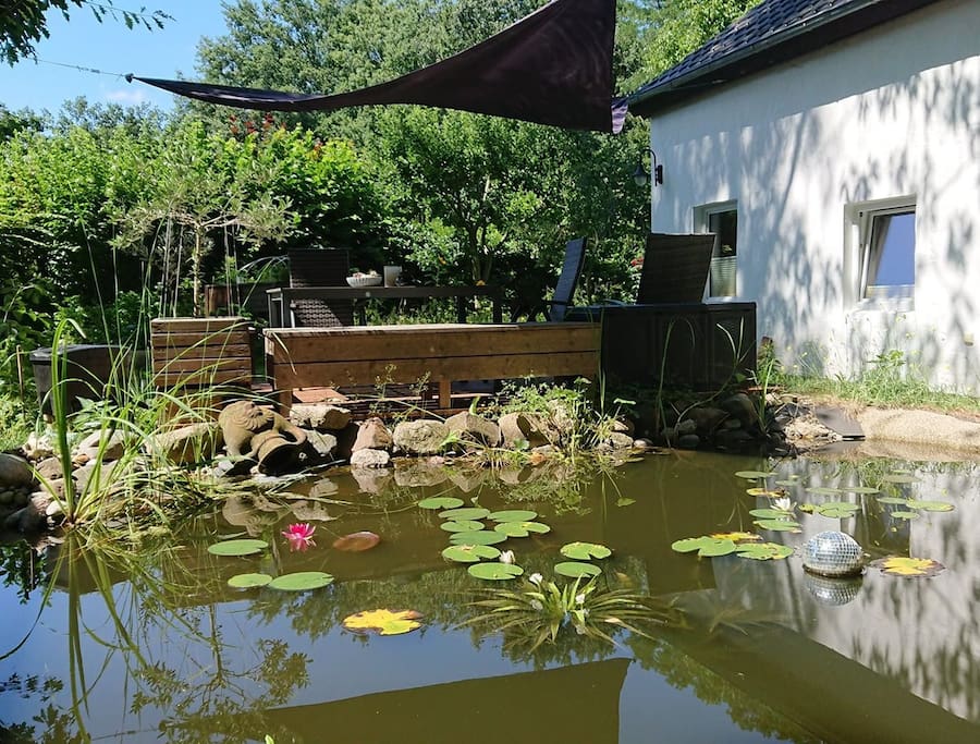 Seerosen am Teich