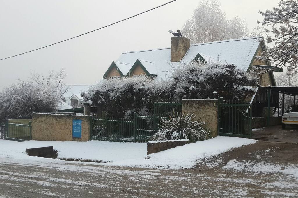 Snowy Alberry!