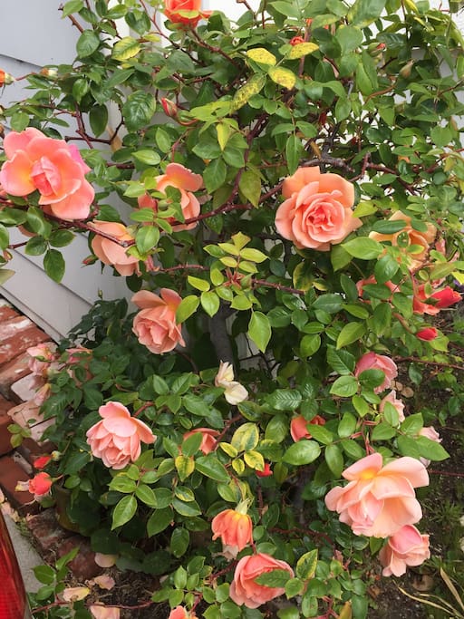 Front Garden Roses