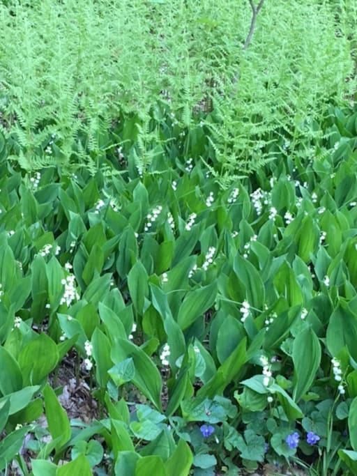 Ferns and wild Liliy of the Valley