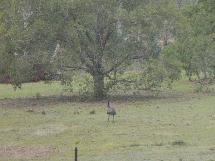 passing wildlife