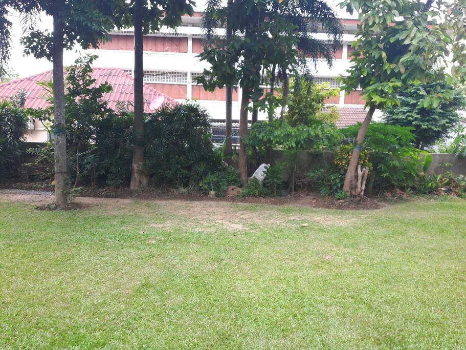 Forest trees in the garden.