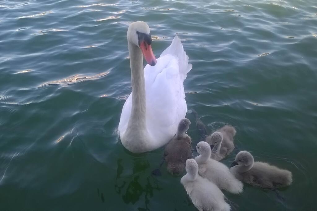 La famille cygne