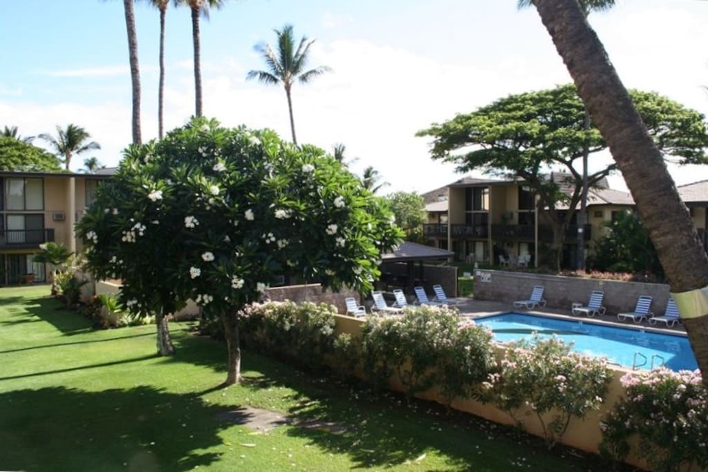 View of pool from Lanai