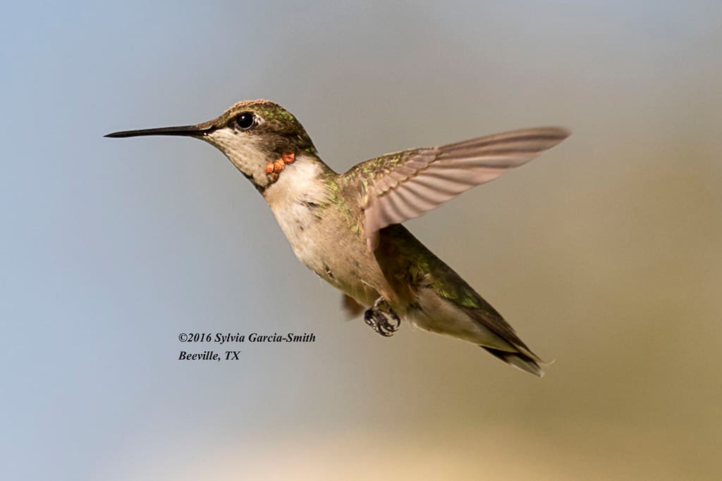 Young ruby-throat at Hummingbird House (photo by Sylvia Garcia Smith)