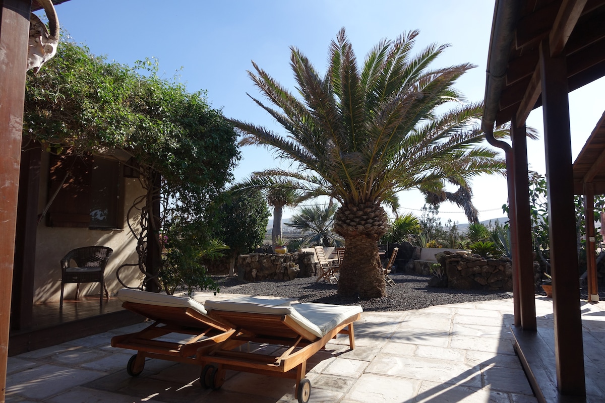 A spacious outdoor patio is highlighted by a large palm tree at its center. Loungers positioned for relaxation are flanked by various greenery, creating a serene setting. Sunlight casts gentle shadows across the stone floor, enhancing the tranquil ambiance of the space.