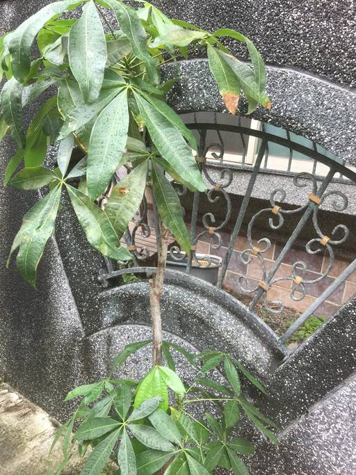 外觀