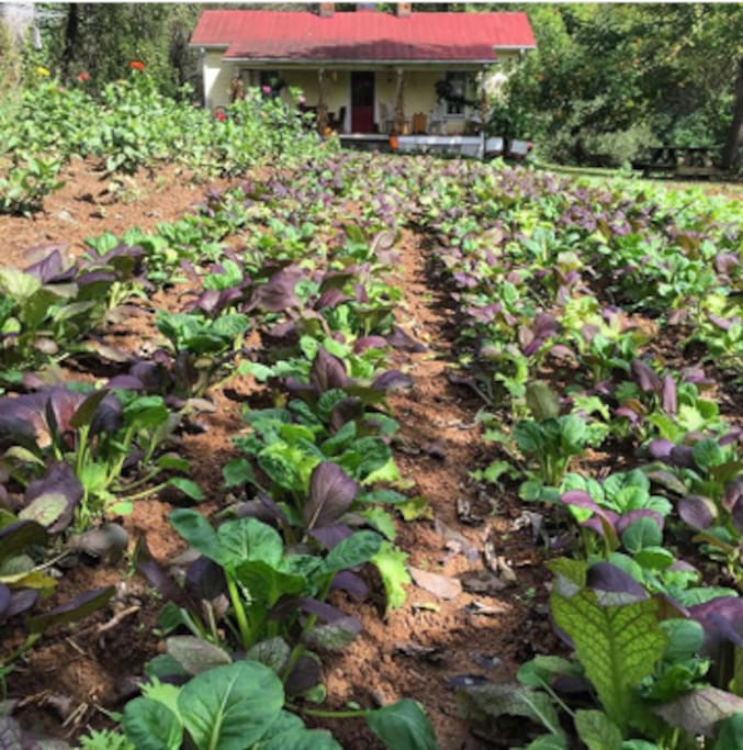 The fall garden.