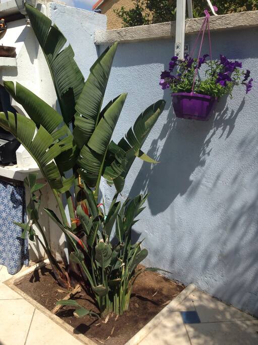 Strelitzia