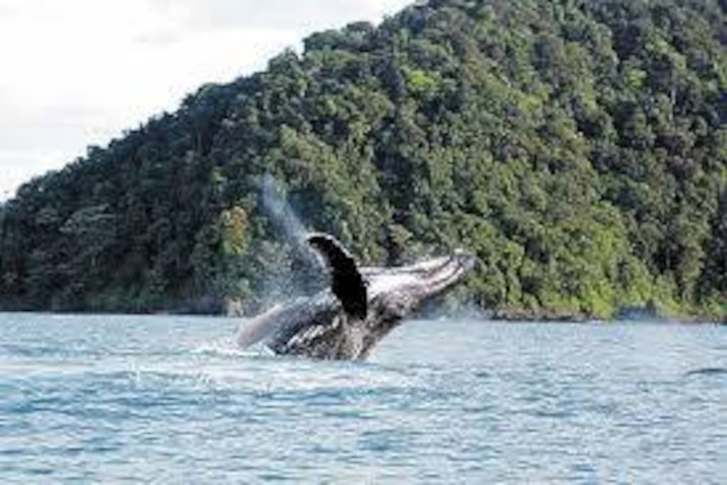 Ballenas en el pasifico