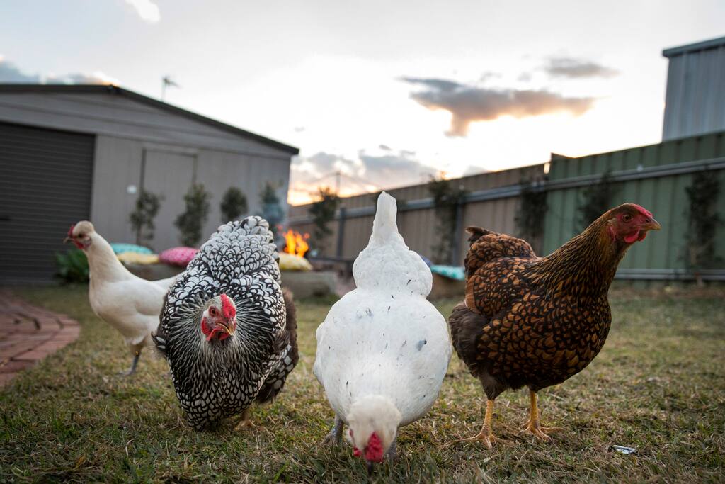 From left to right...Afro, Tonks, Mallow-butt, Gaytime. The Retro Ladies.